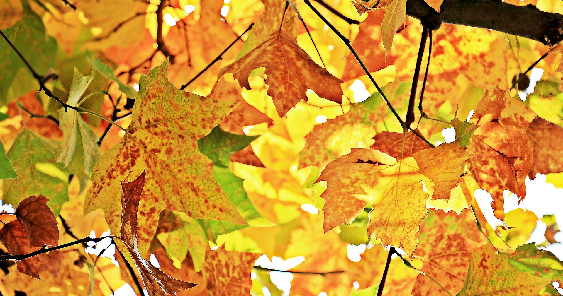 fun-fall-science-experiment-with-leaves