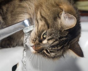 water for pets