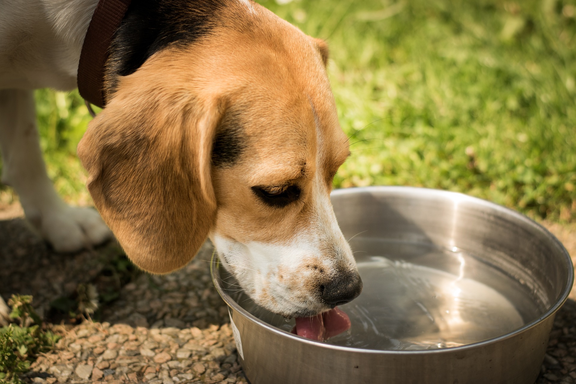 Best water hot sale for dogs